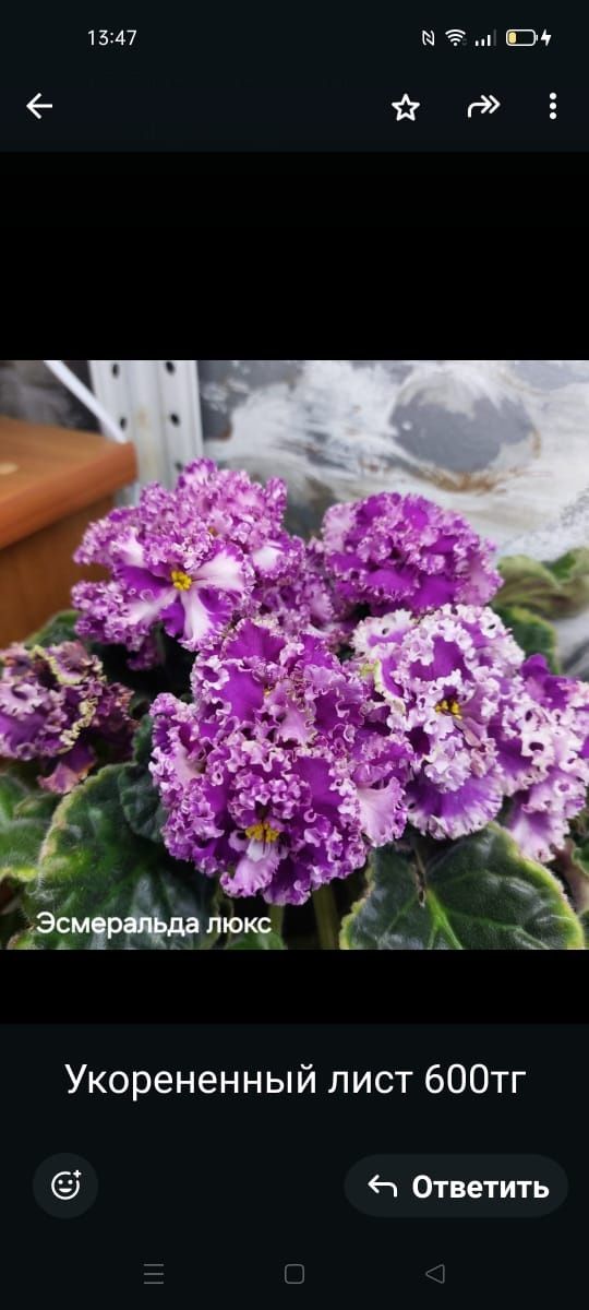 Фиалка сортовая листочки
