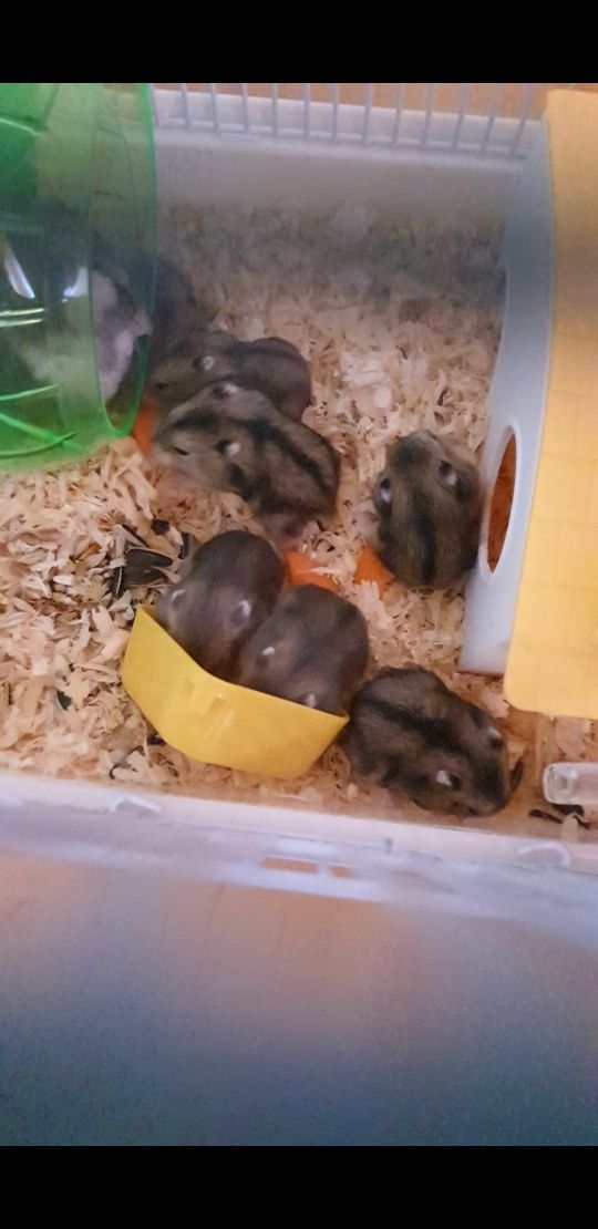 Hamsteri mici și drăgălași