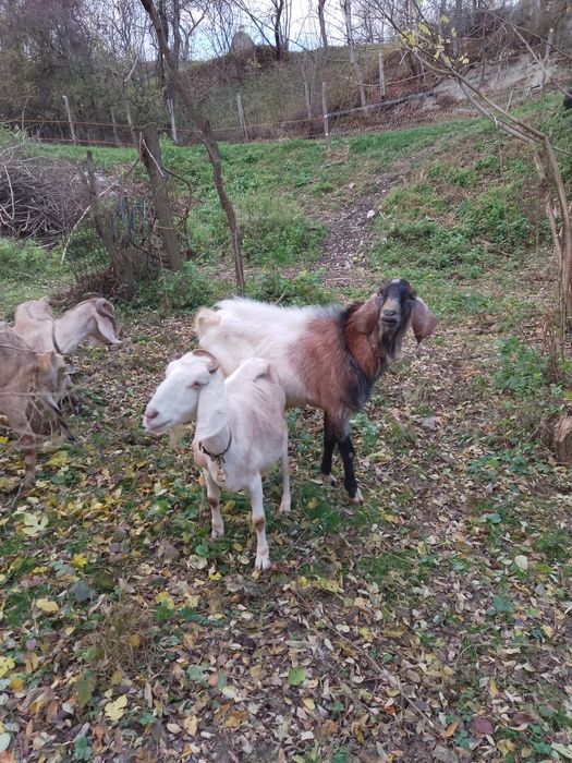 Țap anglo nubian fara coarne genetic