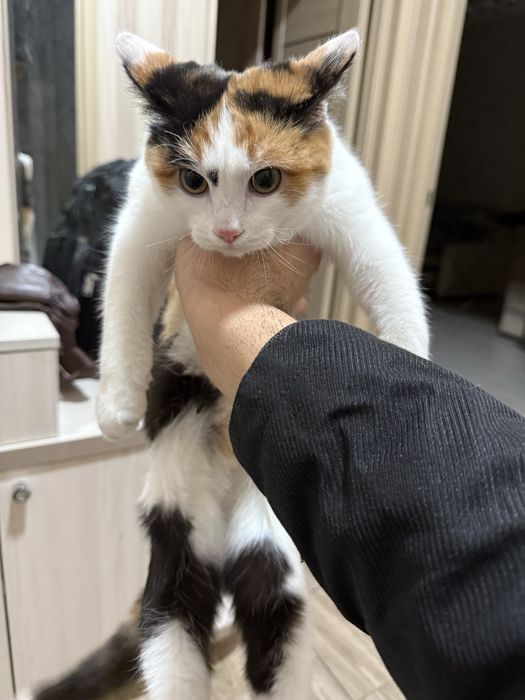 Котенок 3 мес отдам бесплатно в хош руки