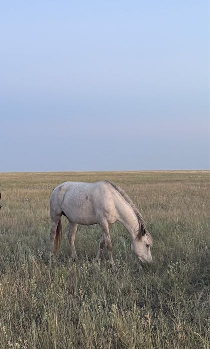 Бие обмен жақсы семіз атқа ауыстырам