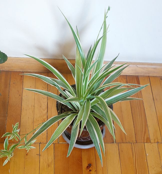 Вечно зелёный цветок,воздухоочистель Хлорофитум