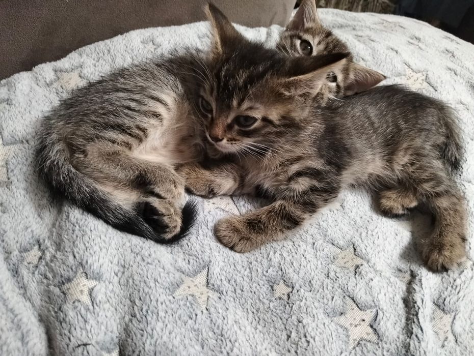 Отдам котят мальчика и девочку