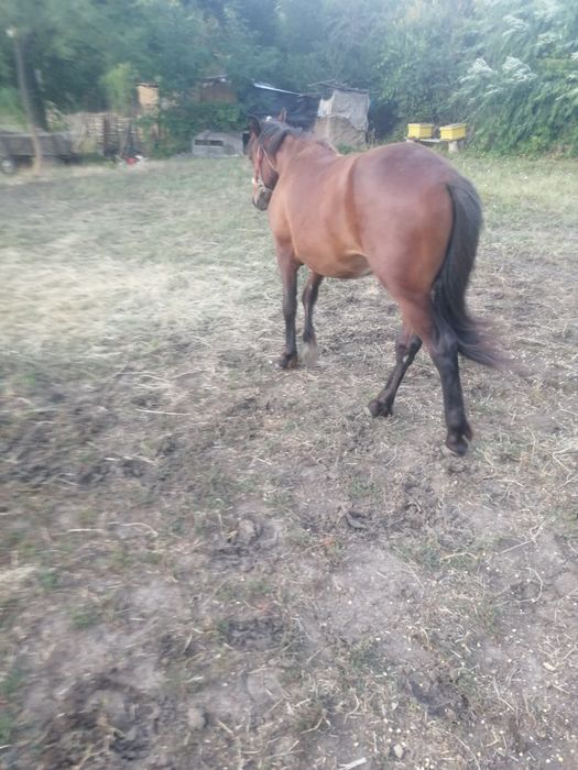 Vând cârlan de 1an și 7 luni