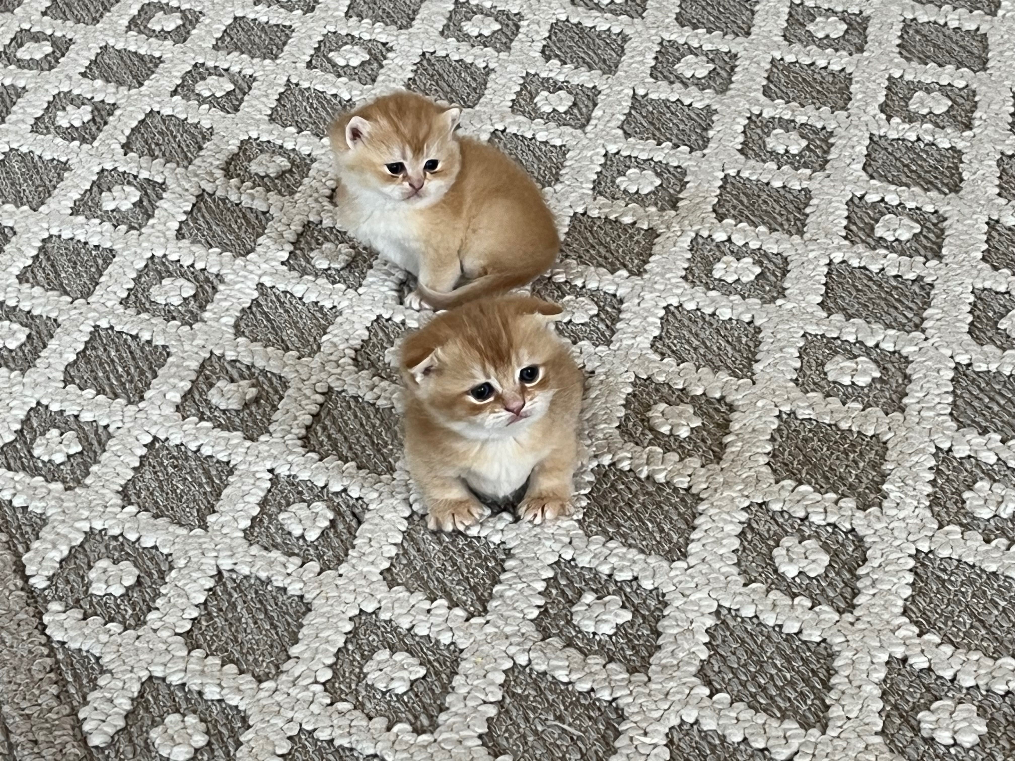 Открыта бронь на котят золотой шиншиллы