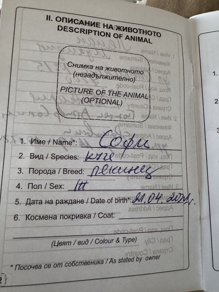 Женски Пекинез на 4 год