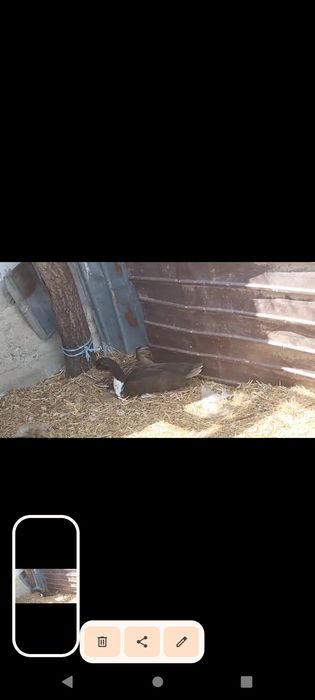 Pereche rata sălbatică