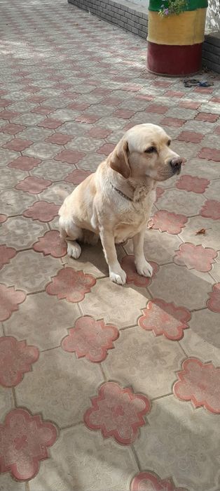 Продаётся Лабродор