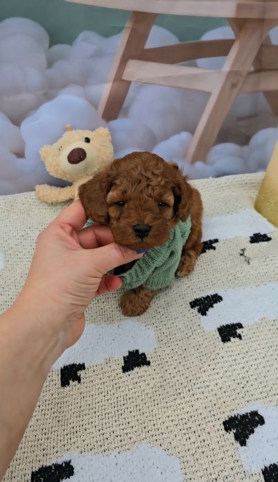 Пудел той с родословие - 5 поколения назад