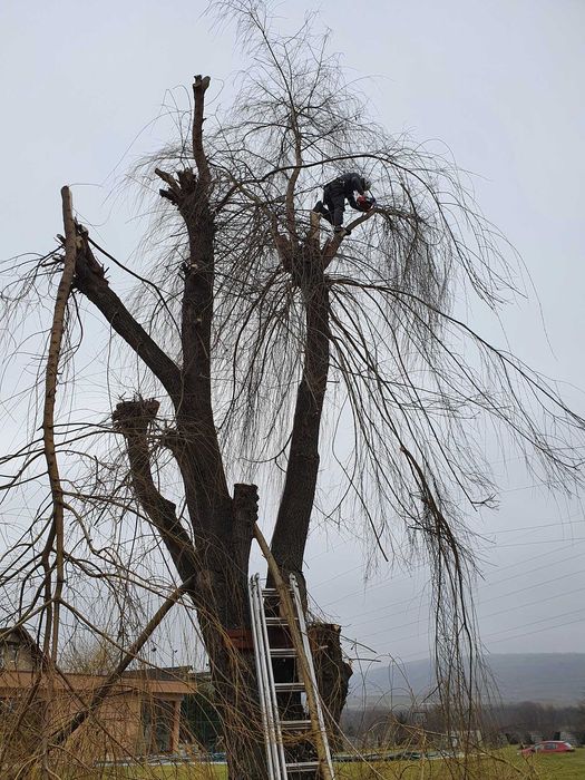 Toaletare, taiere, doborat copaci, arbori sau pomi