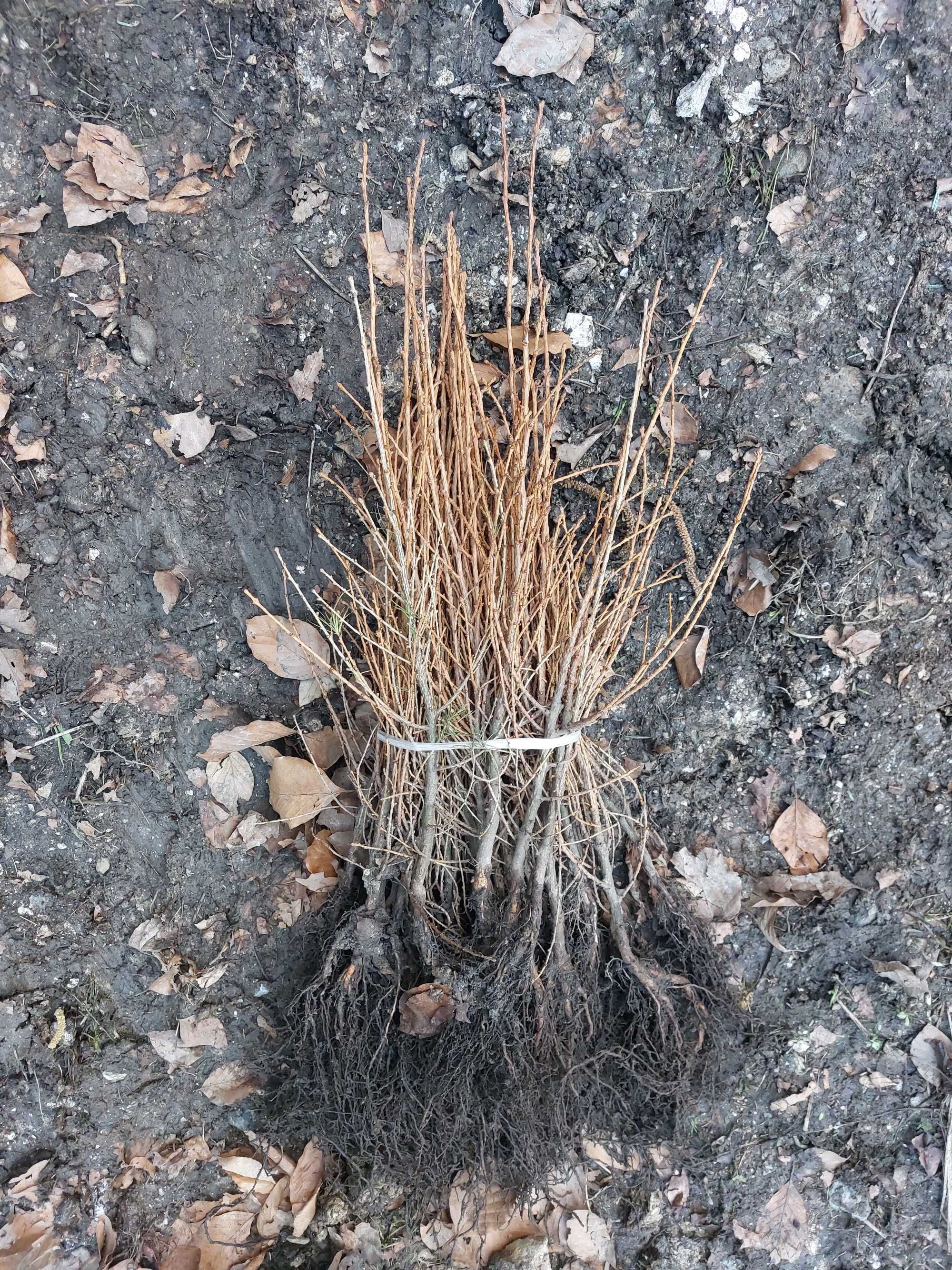 Puieti larice japoneza- Larix kaempferi