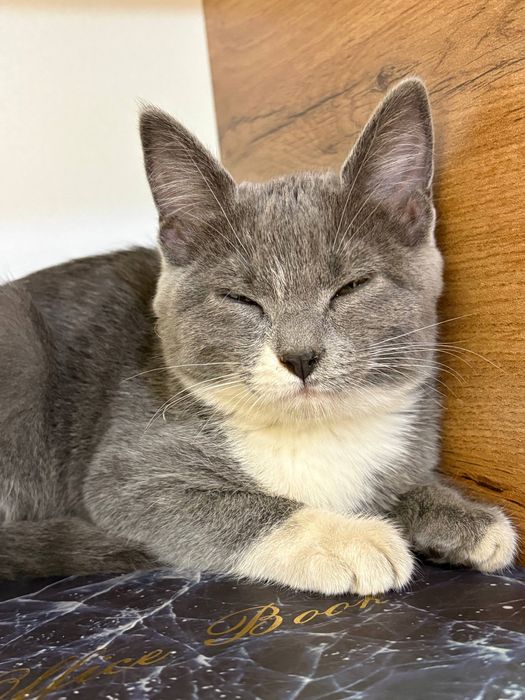 mushuk: skotish fold