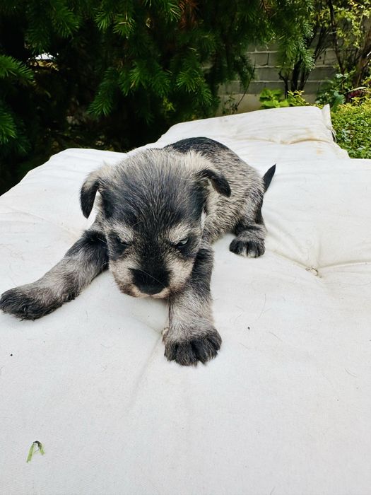 Продавам кученца мини шнауцер (цверг шнауцер)