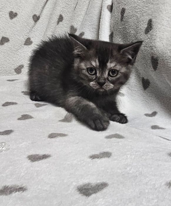 Котятки скотиш фолд