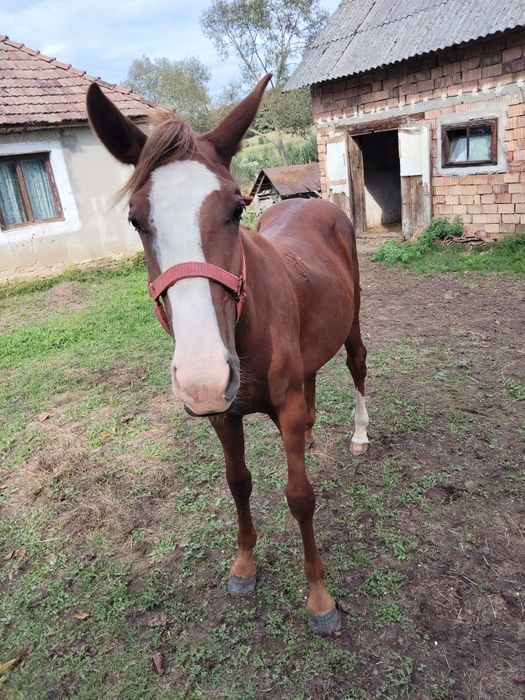 Manza de vânzare