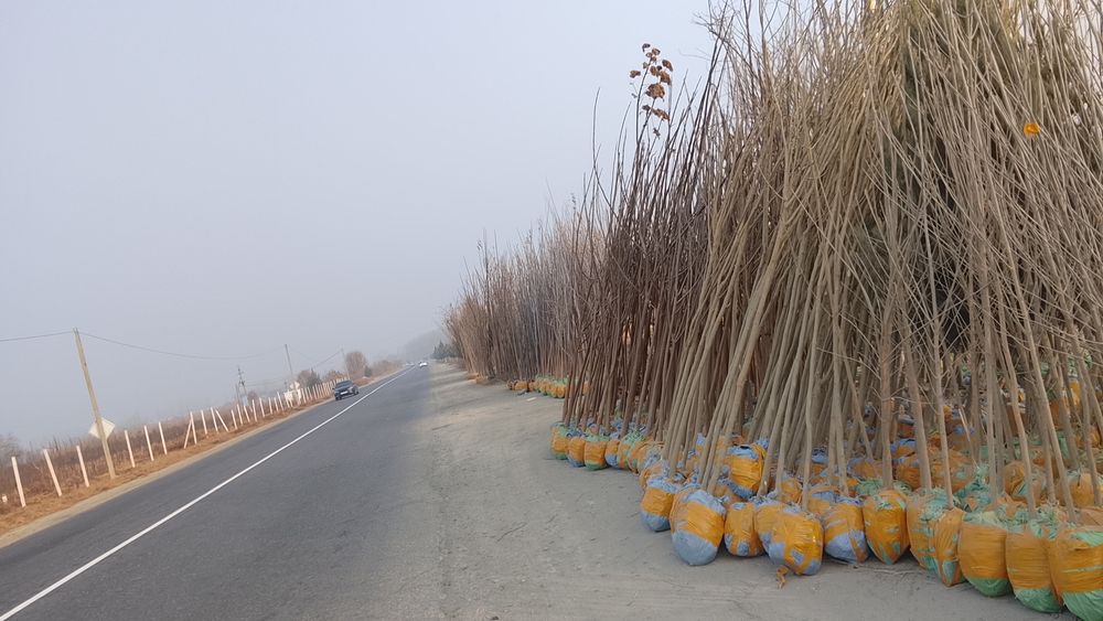 Dekartibni kochatlar