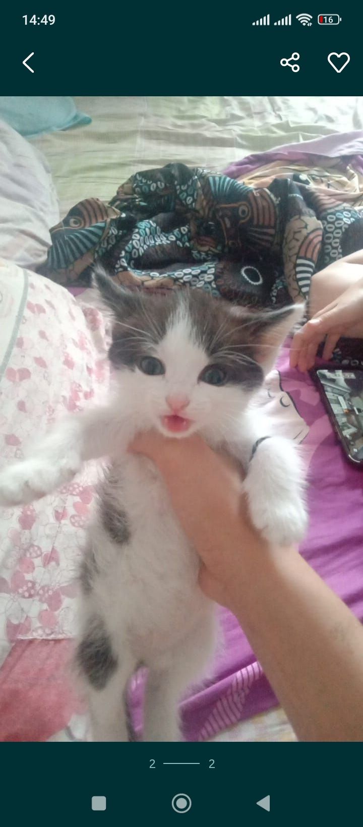 Отдам котёнка девочку