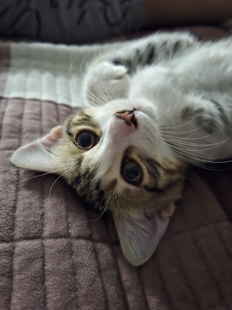 Отдадим котика в добрые руки