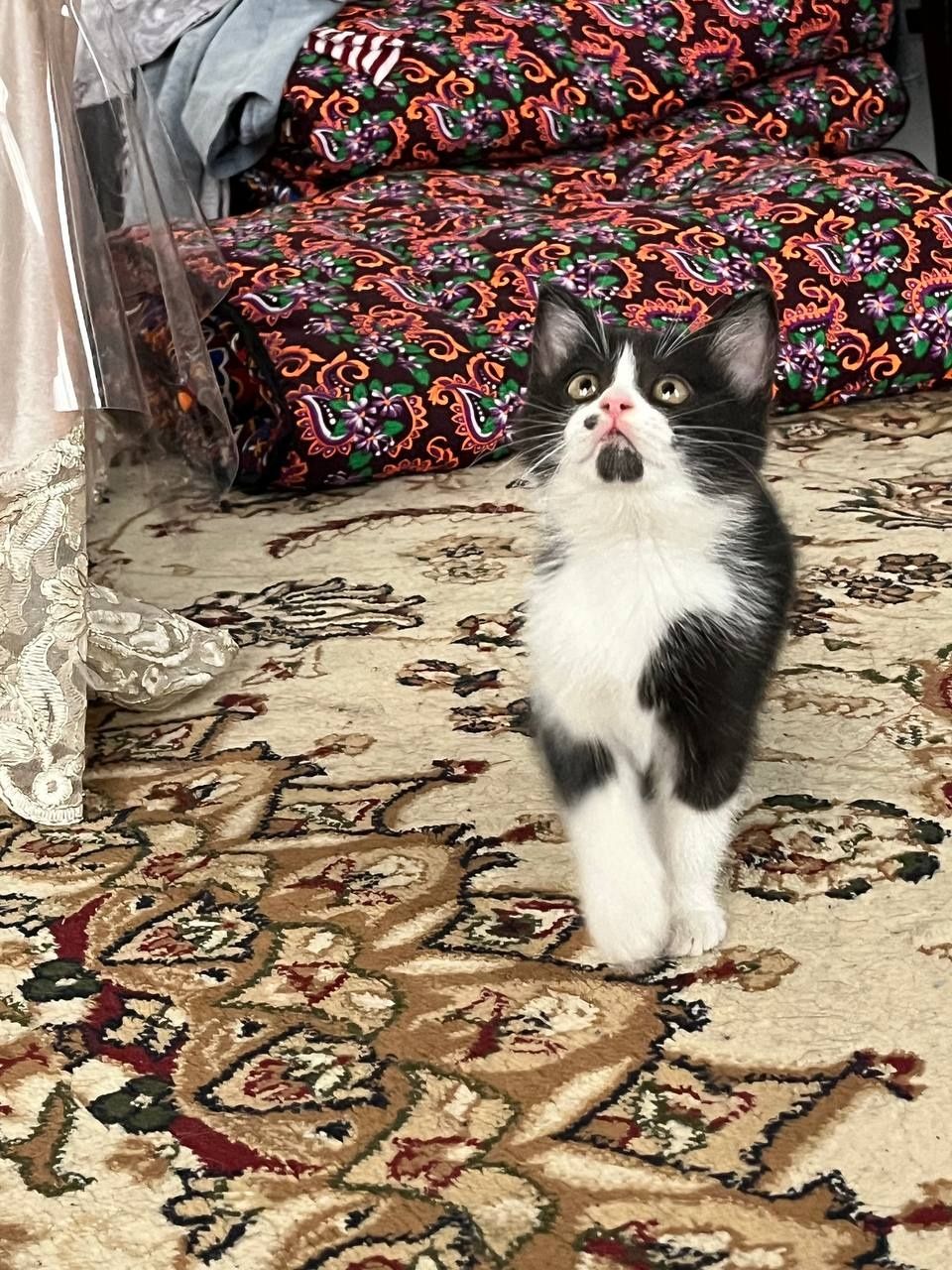 Продаётся Котёнок