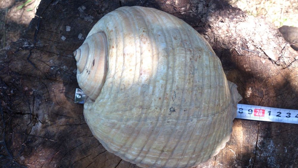 Миди, раковини                  .