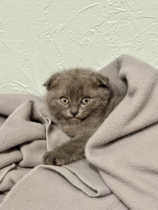 Милейший котенок от британской кошки
