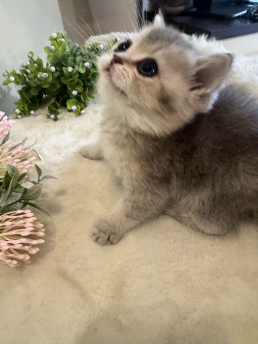 Продается британский чистокровный.