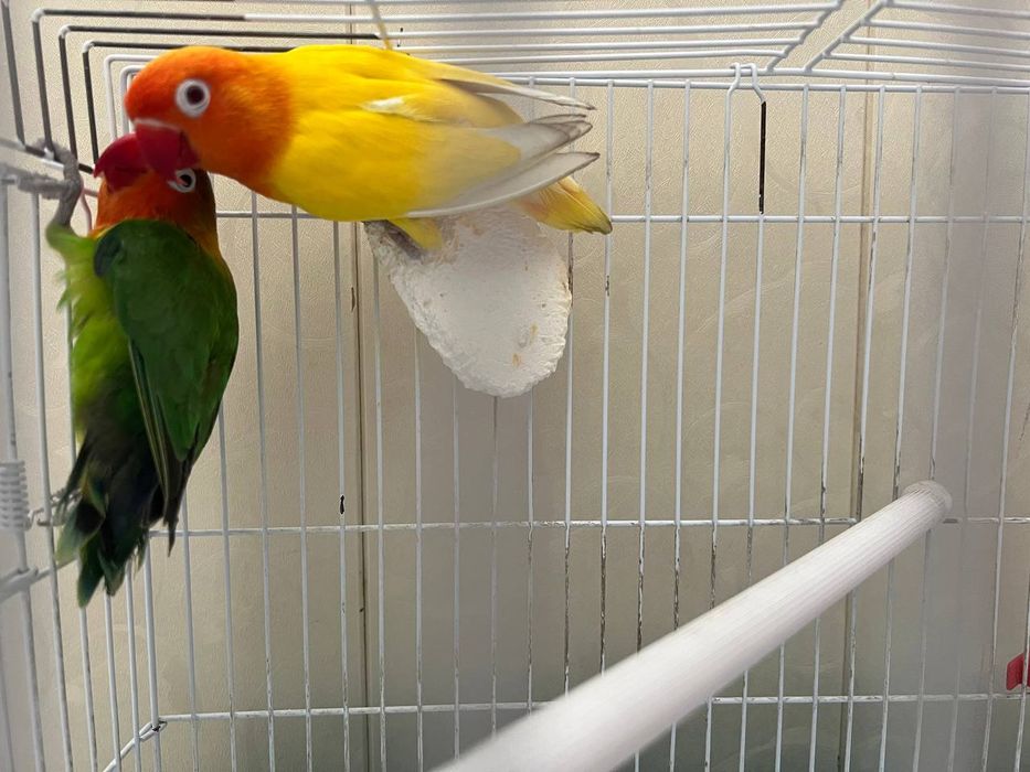 Papugay sotiladi srochno