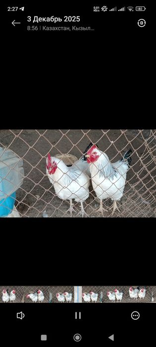 Петухи, қораздар