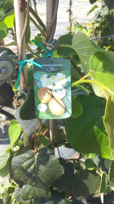 Plante ornamentale, trandafiri și pomi fructiferi – Prețuri accesibile