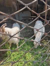 Продаются домашние козы