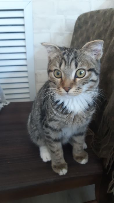 Котенок породистый ищет дом.