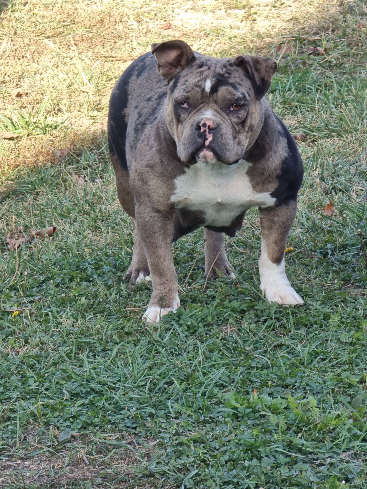 American bully pocket micro