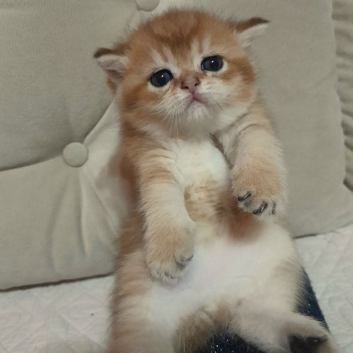 Бронь.Шикарные котята,золотая шиншилла.