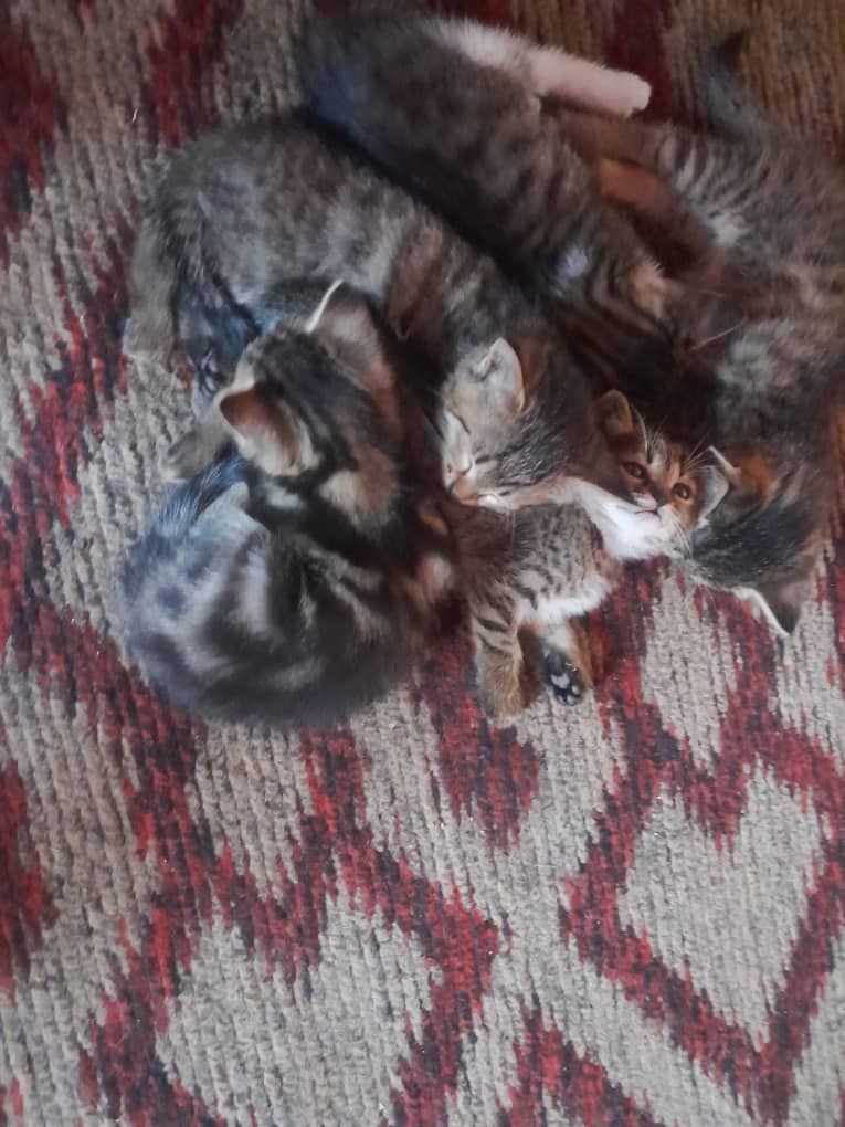 Mushukchalar yaxshi qo'llarga bepul beriladi