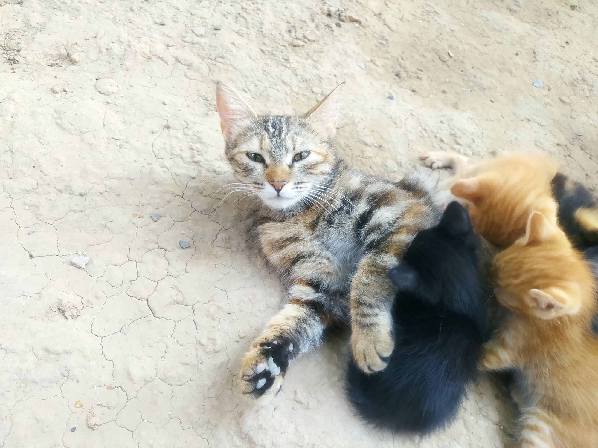 Кошка.мушук.кошка