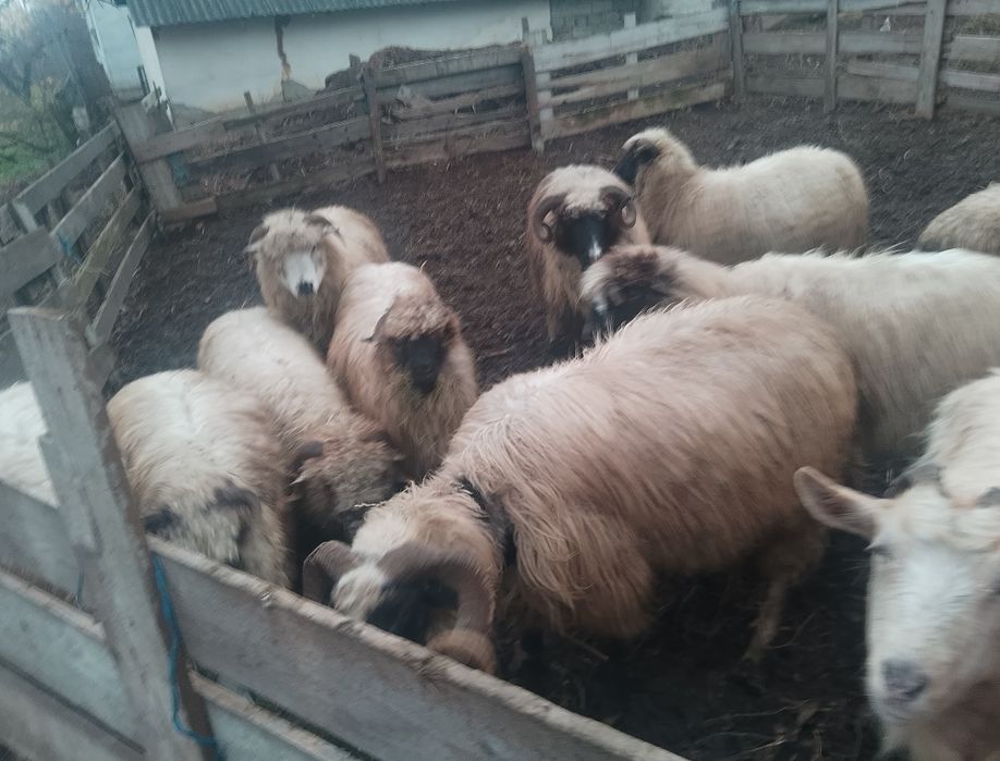 Oi turcane de vanzare