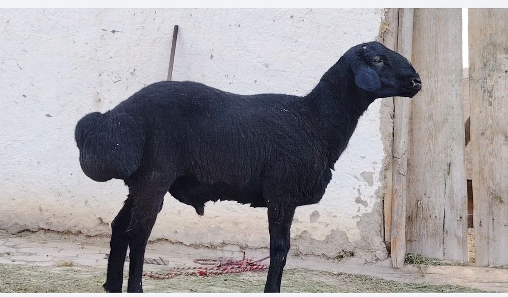 Hisori barra sotiladi. Zotga juda zo'r variant.