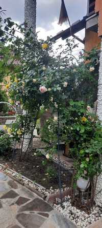 Plante ornamentale trandafiri