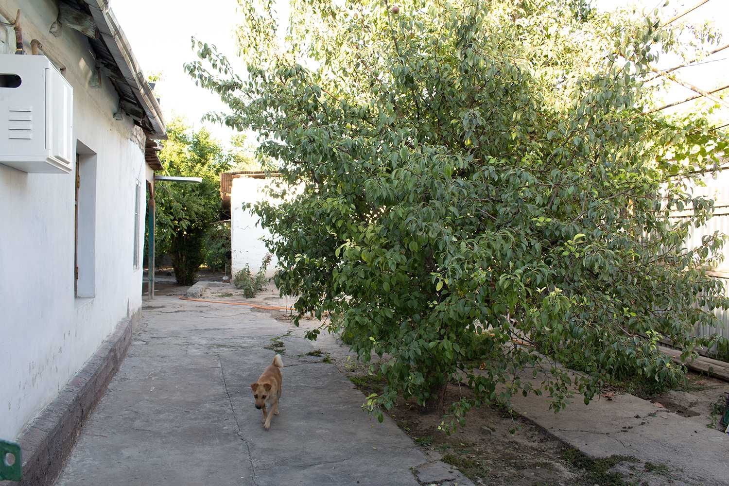 Продам дом Венгерская Олтин Водий 3.7 соток