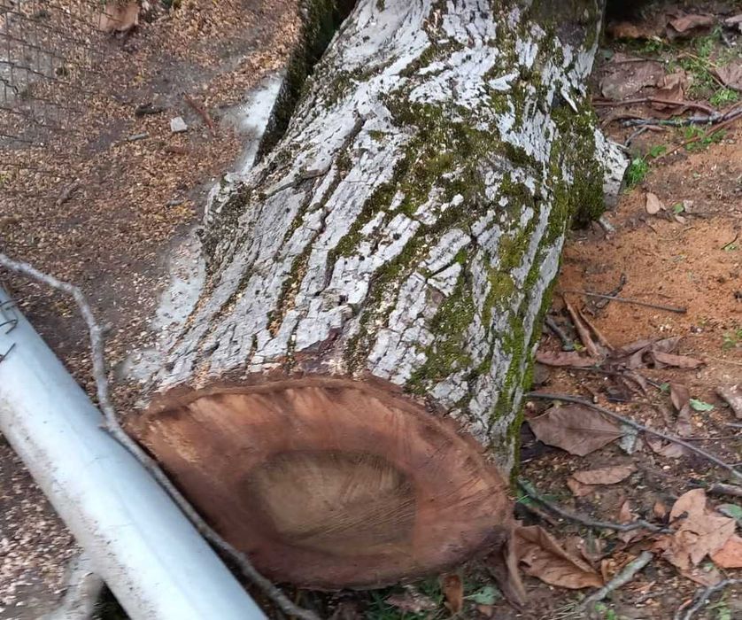 Продавам ствол от орех – висококачествен суров дървен материал