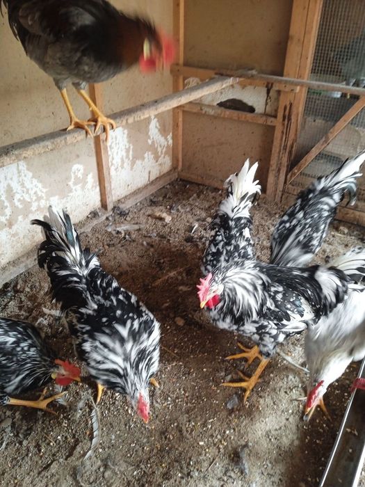 Ligorin Dalmatin zotli Xo'rozlar SOTILADI