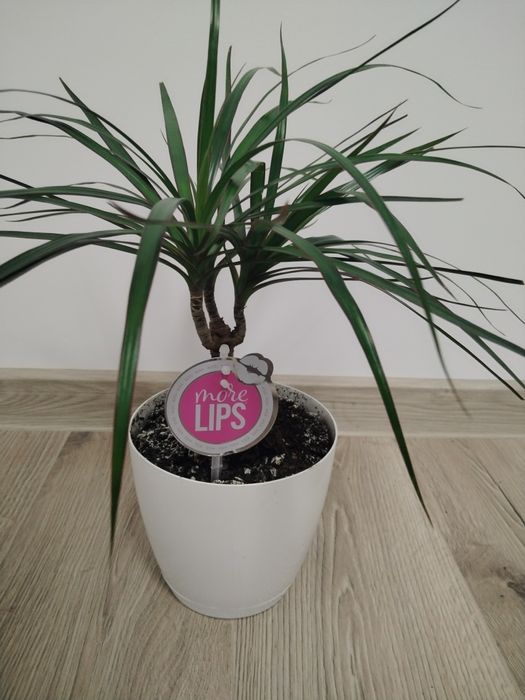 Vând dracena -copac ornamental