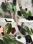 Flori Alocasii diferite specii