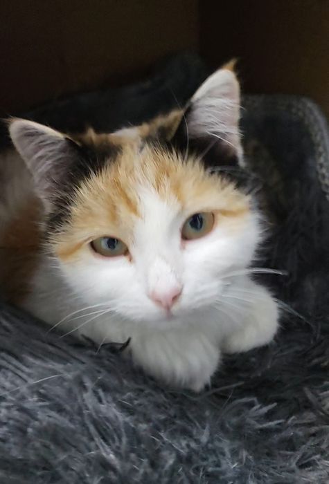Котёнок девочка трёхцветная