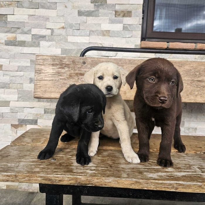 Căței labrador căutăm stăpani