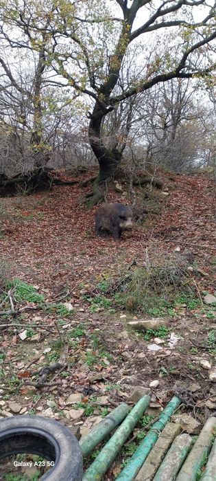 Продава прасета за клане