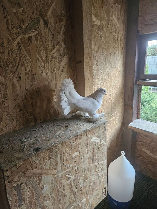 Vand sau schimb pe cereale 30 Porumbei 2024 si 2025 40 lei bucata