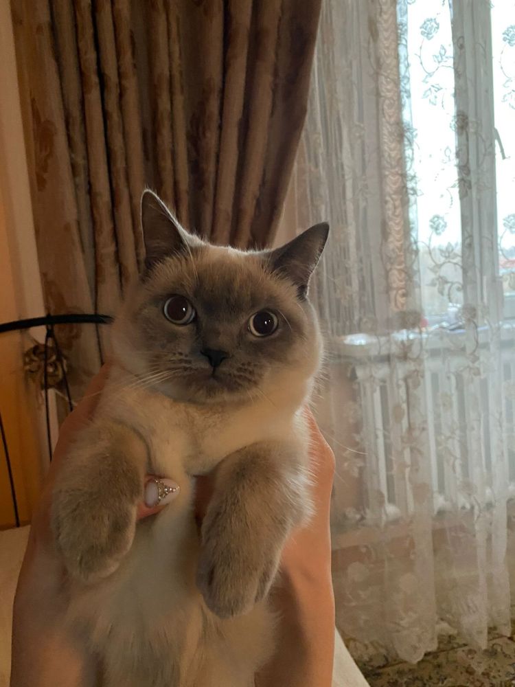 Породистая кошка
