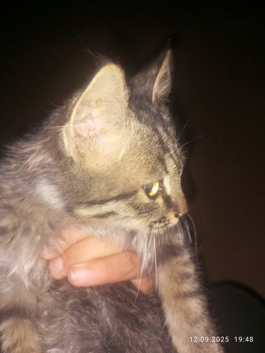 Домашняя кошка имя: симпл