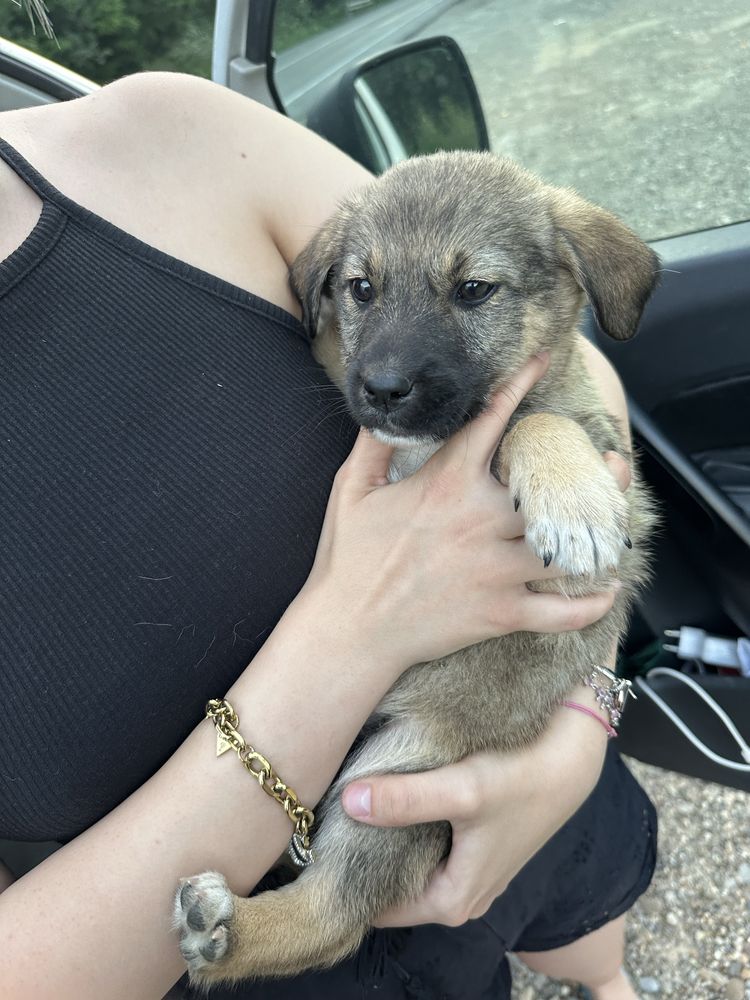 4 căței spre adopție!!